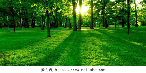 阳光绿树森林唯美工艺公园主题背景图